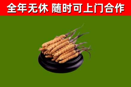 三穗县回收散虫草