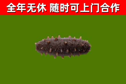 三穗县回收海参干